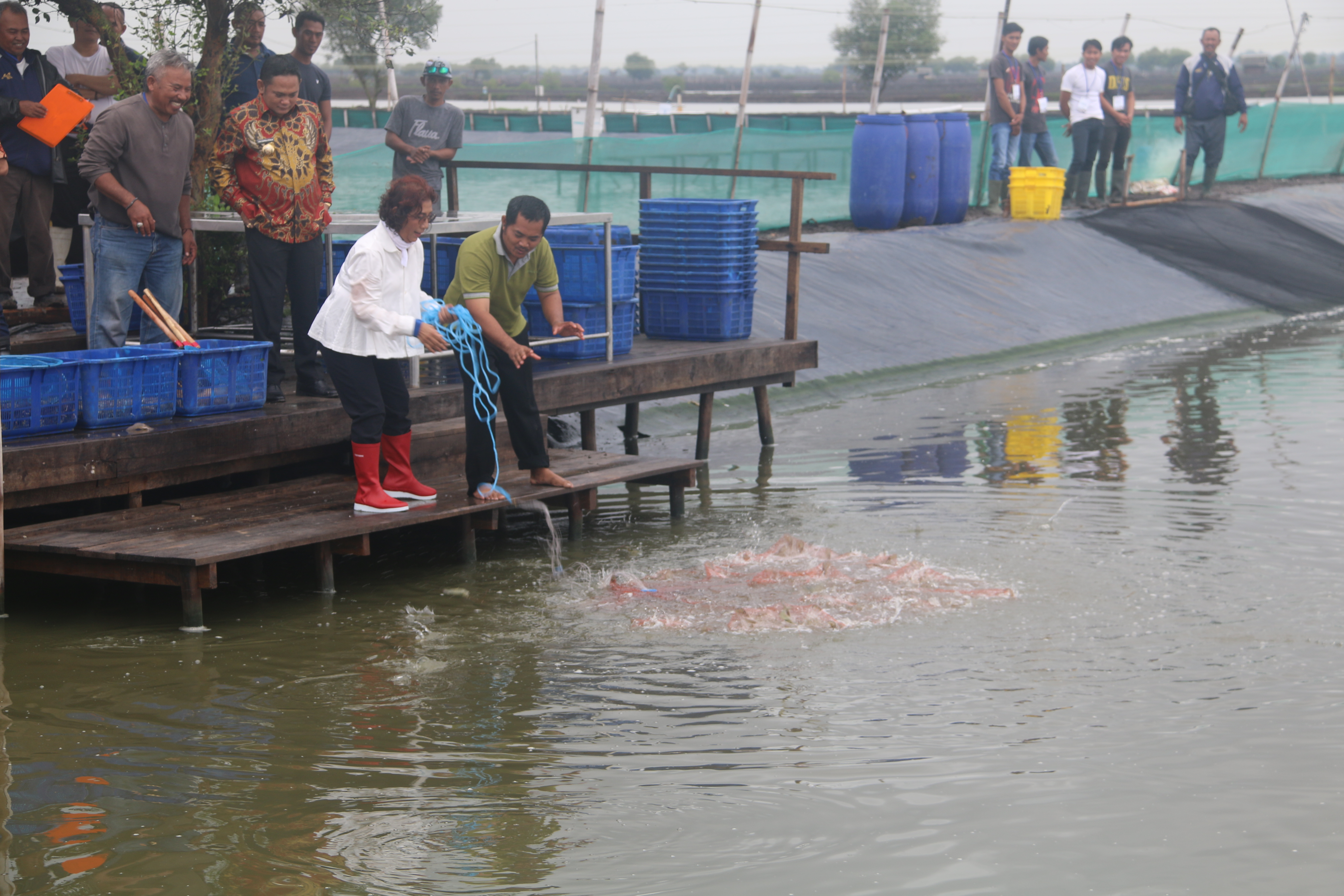 Penen Udang Muara Gembong